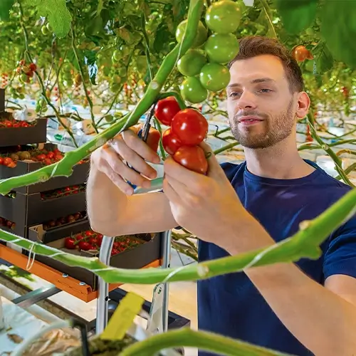 Berg Hortimotive Berg Hortimotive