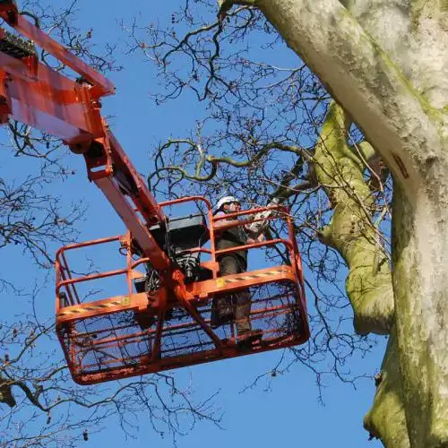 Nationale Bomenbank - Gemeente Teylingen Nationale Bomenbank - Gemeente Teylingen