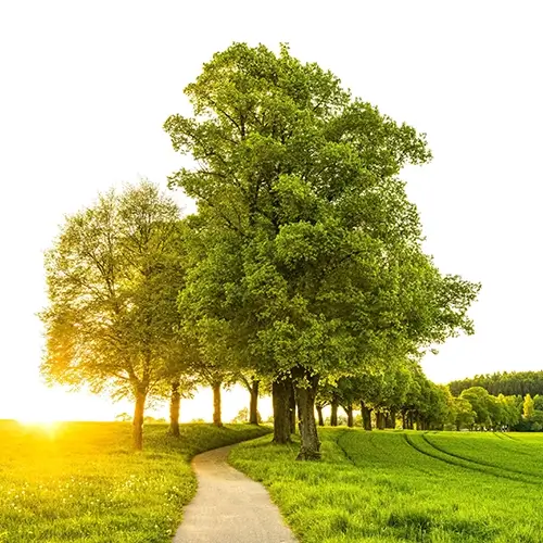 De Nationale Bomen Top 50 De Nationale Bomen Top 50