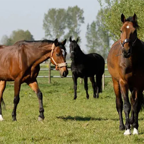Manege HC Giessenlanderij Manege HC Giessenlanderij